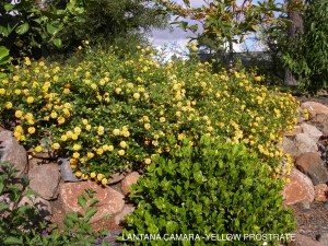 Lantana camara